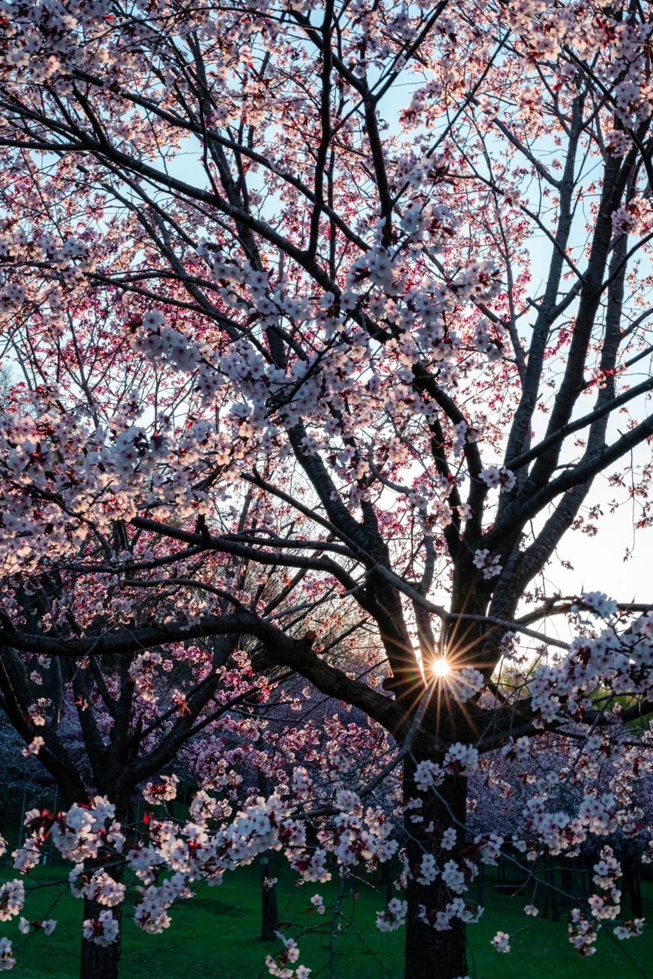 Chalet Ivy Jozankei Sapporo Dış mekan fotoğraf